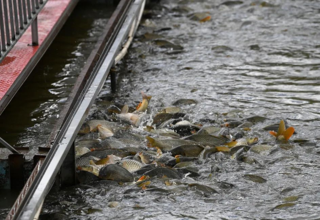 Oxygen Diffusers Oxygen Diffusers